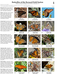butterfly guide