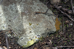 C. arenaria in lichen community