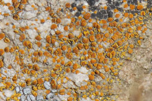 C. crenulatella in lichen community