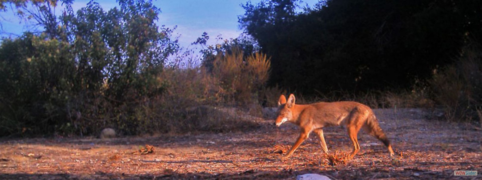 A coyote at dawn captured by a motion sensor wildlife camera