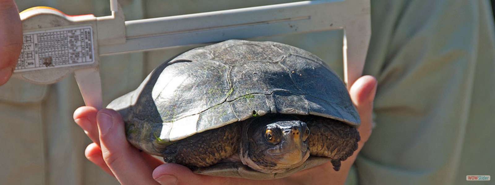 USGS Scientist Kathy Baumberger measures the carapace of a Western Pond Turtle