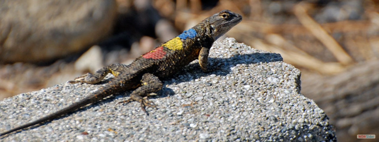A Western Fence Lizard marked for an experiment